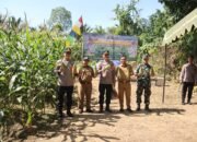Panen Raya Ketahanan Pangan di Kalumpang HSS Hasilkan 3,5 Ton Jagung 17 Panen Raya Ketahanan Pangan di Kalumpang HSS Hasilkan 3,5 Ton Jagung