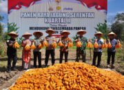 Bupati Balangan Ikut Panen Raya Jagung Serentak 7 Bupati Balangan Ikut Panen Raya Jagung Serentak