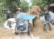 Tunjukkan Kepedulian, Anggota Satgas TMMD Bantu Warga Rontok Padi 8 Tunjukkan Kepedulian, Anggota Satgas TMMD Bantu Warga Rontok Padi