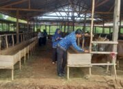 Sapi Kurban Sehat dan Organik Jadi Incaran, Penjualan Meningkat Jelang Idul Adha 38 Sapi Kurban Sehat dan Organik Jadi Incaran, Penjualan Meningkat Jelang Idul Adha