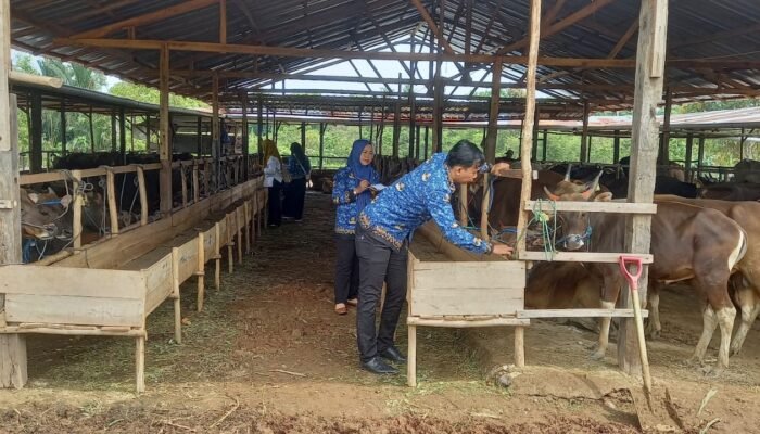Sapi Kurban Sehat dan Organik Jadi Incaran, Penjualan Meningkat Jelang Idul Adha