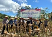 Dukung Ketahanan Pangan, Polres Kotabaru Panen Raya Jagung Serentak