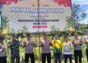 Polres Tapin Panen Jagung Serentak bersama Presiden RI 35 Polres Tapin Panen Jagung Serentak bersama Presiden RI