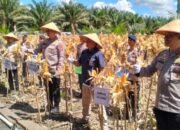 Wagub Hadiri Panen Jagung Serentak Nasional 20 Wagub Hadiri Panen Jagung Serentak Nasional