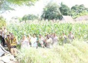 Kapolres HST Panen Jagung Serentak 21 Kapolres HST Panen Jagung Serentak