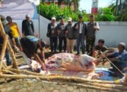 Kadin Kalsel Berkurban Tiga Ekor Sapi di Hari Raya Idul Adha 1446 H 13 Kadin Kalsel Berkurban Tiga Ekor Sapi di Hari Raya Idul Adha 1446 H