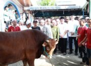 Bupati HSU Serahkan Hewan Kurban Seberat 912 Kg Bantuan Presiden RI Prabowo Subianto 11 Bupati HSU Serahkan Hewan Kurban Seberat 912 Kg Bantuan Presiden RI Prabowo Subianto