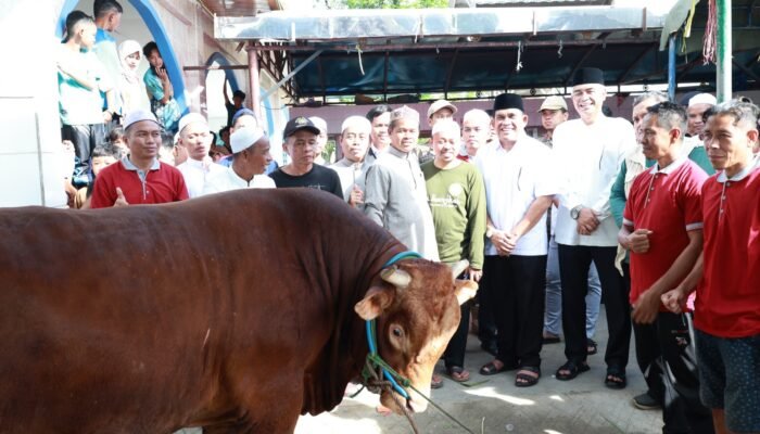 Bupati HSU Serahkan Hewan Kurban Seberat 912 Kg Bantuan Presiden RI Prabowo Subianto