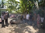 Bupati HST Serahkan Dua Sapi Kurban Jumbo dari Presiden RI 20 Bupati HST Serahkan Dua Sapi Kurban Jumbo dari Presiden RI