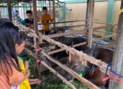Bupati Barito Kuala Serahkan Bantuan Sapi Kurban Presiden RI kepada Warga Desa Tatah Mesjid 39 Bupati Barito Kuala Serahkan Bantuan Sapi Kurban Presiden RI kepada Warga Desa Tatah Mesjid