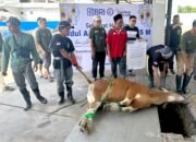 Maknai Iduladha 1446 H, BRI se-RO Banjarmasin Salurkan Hewan Kurban 20 Maknai Iduladha 1446 H, BRI se-RO Banjarmasin Salurkan Hewan Kurban