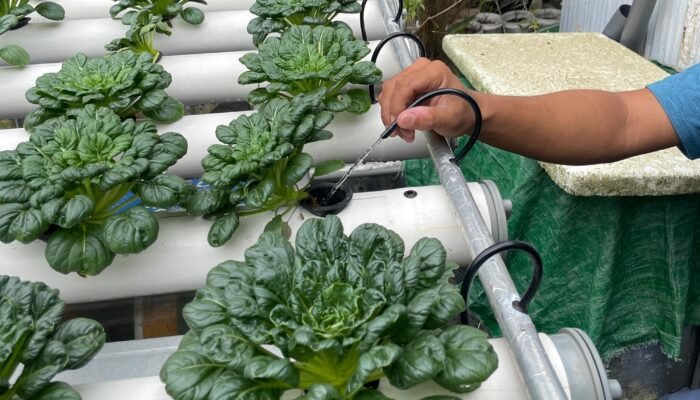 Inovasi Hidroponik Rumah BUMN Pertamina, Kolaborasi untuk Ketahanan Pangan Kalsel 3 IMG 20250620 161930