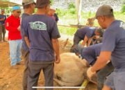 Kajati Kalsel : Terimakasih Shohibul Qurban 8 Kajati Kalsel : Terimakasih Shohibul Qurban