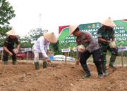 Program Tanam Jagung Serentak Kuartal III di Balangan 49 Program Tanam Jagung Serentak Kuartal III di Balangan