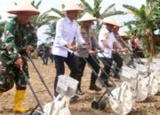 Penanaman Jagung Serentak, Banjar Dukung Ketahanan Pangan