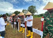 Penanaman Jagung Serentak Kuartal III Polres Kotabaru 48 Penanaman Jagung Serentak Kuartal III Polres Kotabaru