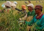 Varietas Siam Datu Panen di Astambul