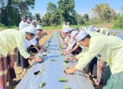 Pemkab HSU Tanam Ribuan Bibit Terong dan Kacang Panjang di Ponpes 19 Pemkab HSU Tanam Ribuan Bibit Terong dan Kacang Panjang di Ponpes