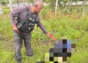 Honorer Pemda Yahukimo Diserang KKB hingga Meninggal di Dekai