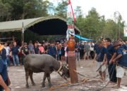 Buntang Hajat, Membayar Nasar Gapai Hidup Sejahtera 15 Buntang Hajat, Membayar Nasar Gapai Hidup Sejahtera