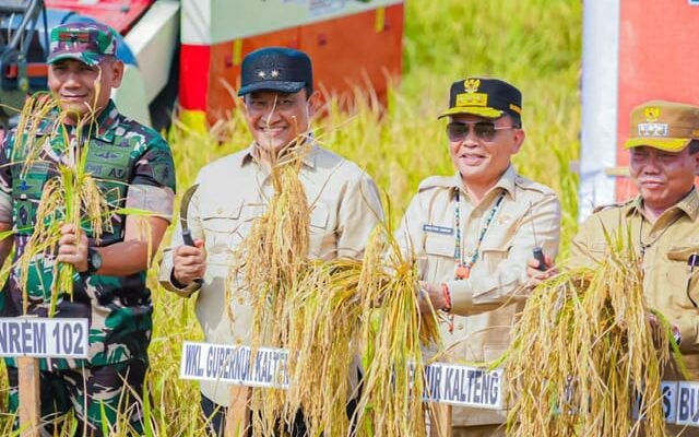 Gubernur Kalteng Panen Raya di Kapuas