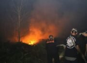 Karhutla di Sekitar Bandara Singkawang Meluas Capai 31 Hektare 15 Karhutla di Sekitar Bandara Singkawang Meluas Capai 31 Hektare