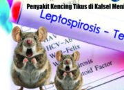 Penyakit Kencing Tikus di Kalsel Meningkat 32 Penyakit Kencing Tikus di Kalsel Meningkat