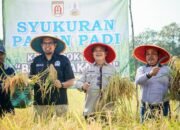 Kelompok Tani Bumi Makmur Gelar Syukuran Panen Padi di Sungai Ulin 30 Kelompok Tani Bumi Makmur Gelar Syukuran Panen Padi di Sungai Ulin