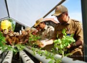 DPKP Kalsel Panen Tanam Sayuran Hidroponik, Dukung Ketahanan Pangan dan Program Gizi Nasional
