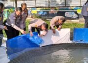 Dorong Ketahanan Pangan, Polres Tapin Budidayakan Ikan Gabus dan Nila 23 Dorong Ketahanan Pangan, Polres Tapin Budidayakan Ikan Gabus dan Nila