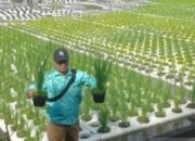 Inovasi Padi Apung Dukung Kalimantan Selatan Sebagai Lumbung Pangan dan Program Asta Cita Presiden RI