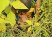 Warga Pelaihari Geger, Bayi Ditemukan Tergeletak di Kawasan PT SUN