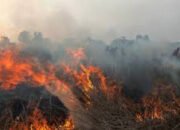 Luas Lahan Terbakar di Kalsel Terus Berkurang 50 Luas Lahan Terbakar di Kalsel Terus Berkurang