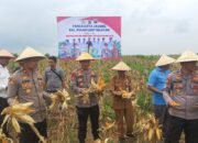 Panen Raya Jagung di Pulau Laut Selatan Dukung Swasembada Pangan 18 Panen Raya Jagung di Pulau Laut Selatan Dukung Swasembada Pangan