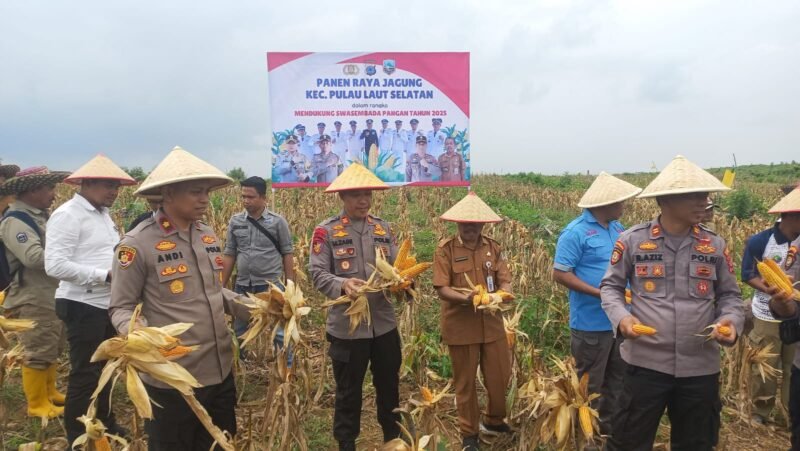 Panen Raya Jagung di Pulau Laut Selatan Dukung Swasembada Pangan 1 IMG 20250908 WA0034 e1757336726833