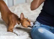 Bahaya Rabies, Remaja di Pulau Sembilan Digigit Anjing Liar