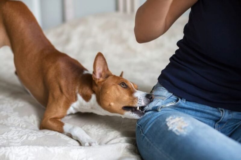 Bahaya Rabies, Remaja di Pulau Sembilan Digigit Anjing Liar 1 IMG 20250911 WA0033 e1757575905572