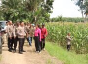 Kapolres HST dan Ketua Bhayangkari Cek Perkebunan Jagung