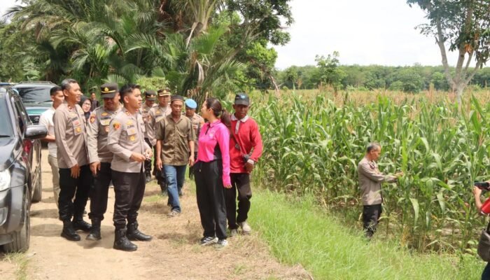 Kapolres HST dan Ketua Bhayangkari Cek Perkebunan Jagung