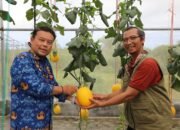 Kalteng Kembangkan Melon Unggulan 19 Kalteng Kembangkan Melon Unggulan