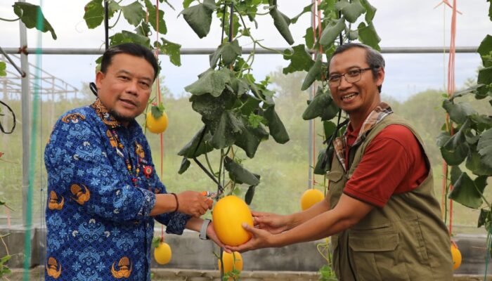 Kalteng Kembangkan Melon Unggulan