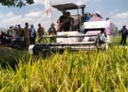 Petani Desa Kalumpang Tapin Catat Rekor Panen Padi IP 200, Hasil Meningkat Hingga 7 Ton per Hektare 36 Petani Desa Kalumpang Tapin Catat Rekor Panen Padi IP 200, Hasil Meningkat Hingga 7 Ton per Hektare