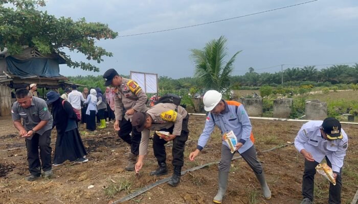 Polsek Kelumpang Barat Dukung Ketahanan Pangan, Lewat Tanam Jagung di Lahan PT Palma Prima