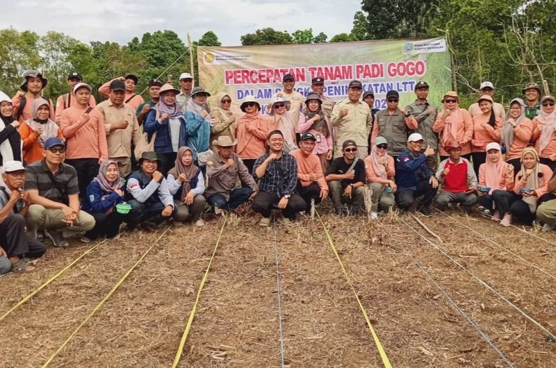 Percepatan Tanam Padi Gogo di Tiwingan Lama 1 Martapura Percepatan tanam