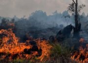 Lahan 104 Hektare Terbakar, Dua Hari Terakhir