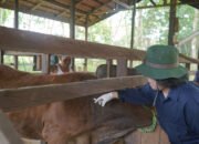 Cegah Penyebaran Virus PMK, Lakukan Vaksinasi Ternak Sapi