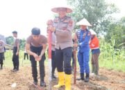 Polres Kotabaru Tanam Jagung Seluas 18 Hektar pada Lahan Kuartal IV