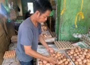 Harga Telur Ayam Naik Lagi, Banjarmasin Diuji Stabilitas Pangan Jelang Akhir Tahun 8 Harga Telur Ayam Naik Lagi, Banjarmasin Diuji Stabilitas Pangan Jelang Akhir Tahun