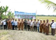 Bupati Panen Padi di Desa Teluk Betung 30 Bupati Panen Padi di Desa Teluk Betung