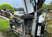 Pria Tanpa Identitas Tewas Ditabrak Mobil Avanza di Palangka Raya